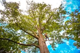 Best Tree Mulching  in Flourtown, PA