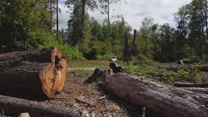  Flourtown, PA Tree Care Pros