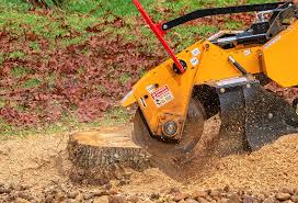 Best Fruit Tree Pruning  in Flourtown, PA