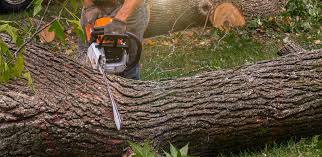 Best Hazardous Tree Removal  in Flourtown, PA