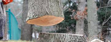 Best Tree Health Inspection  in Flourtown, PA