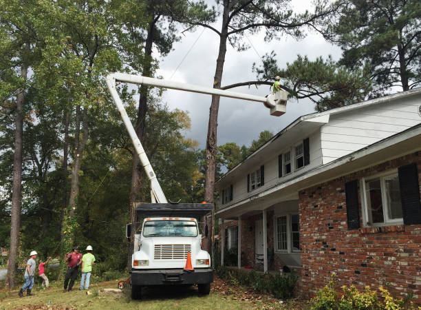 Best Tree Disease Treatment  in Flourtown, PA