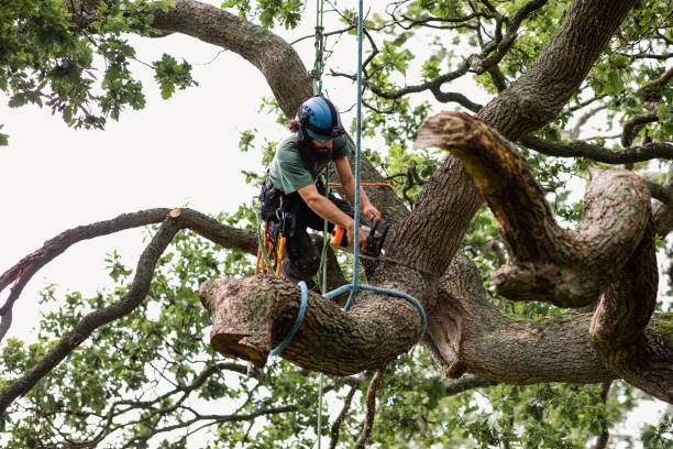 How Our Tree Care Process Works  in  Flourtown, PA