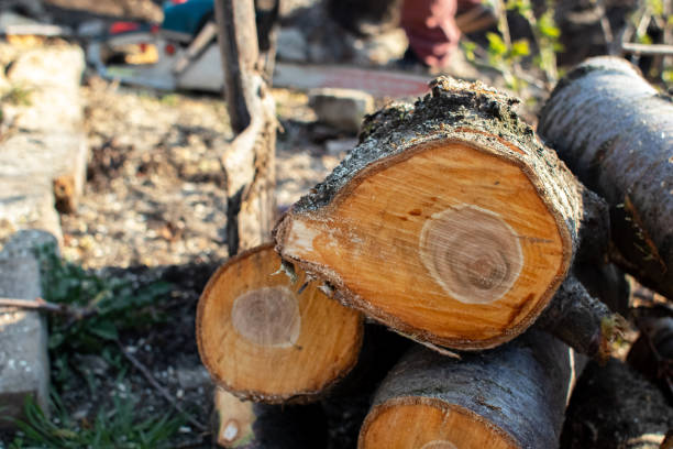 Best Tree Trimming and Pruning  in Flourtown, PA