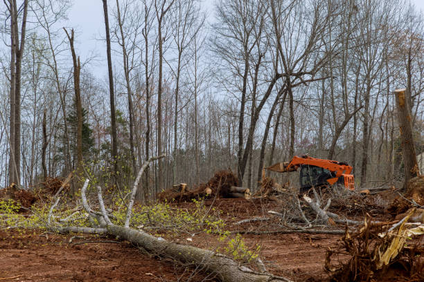 Best Tree Removal  in Flourtown, PA