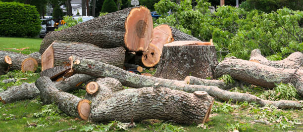 Flourtown, PA Tree Care Company