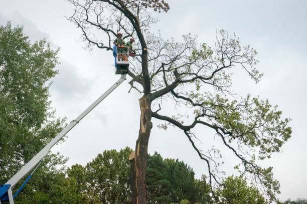 Best Leaf Removal  in Flourtown, PA