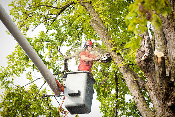 Best Tree and Shrub Care  in Flourtown, PA